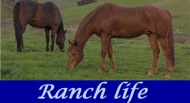 Ranch life
